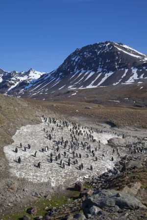 St Andrews Bay, South Geogia Island 130.jpg